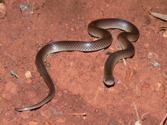 Cryptophis boschmai