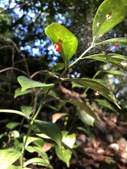 Ruscus colchicus
