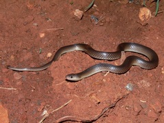 Cryptophis boschmai