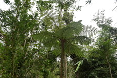 Cyathea arborea