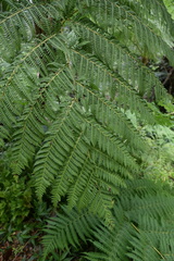 Cyathea arborea