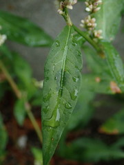Persicaria maculosa