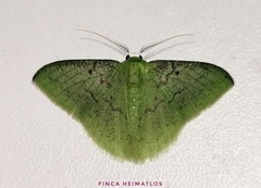 Tachyphyle undilineata