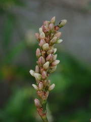 Persicaria maculosa