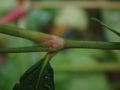 Persicaria maculosa