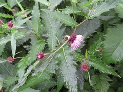 Cirsium otayae
