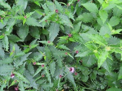Cirsium otayae