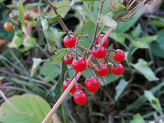 Solanum dulcamara