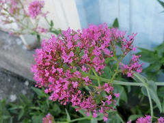 Centranthus ruber