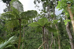 Cyathea arborea