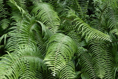 Nephrolepis biserrata