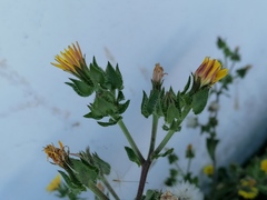 Helminthotheca echioides