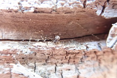 Cryptachaea blattea