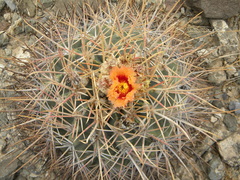 Homalocephala parryi