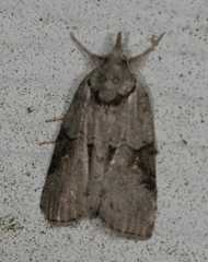 Nycteola