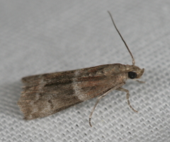 Moodna ostrinella