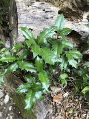 Ilex colchica