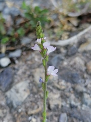Verbena officinalis