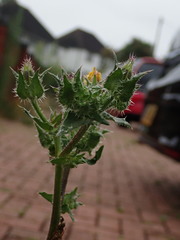 Helminthotheca echioides