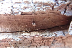 Cryptachaea blattea