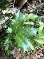 Ilex colchica