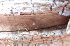 Cryptachaea blattea
