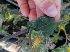 Helminthotheca echioides