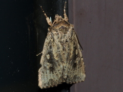 Dasygaster padockina