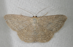 Scopula inductata