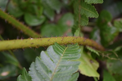 Alsophila portoricensis