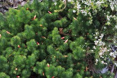 Stenanthera pinifolia