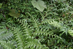 Alsophila portoricensis