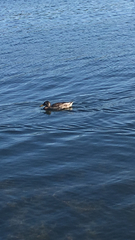 Anas platyrhynchos