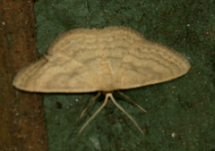 Scopula inductata