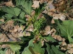 Datura stramonium