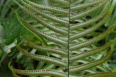 Nephrolepis biserrata