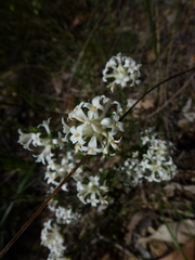 Pimelea phylicoides