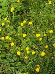 Scorzoneroides autumnalis