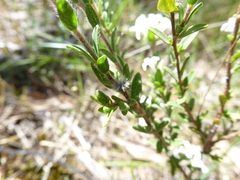 Pimelea phylicoides