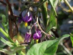 Solanum dulcamara
