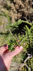 Sophora molloyi