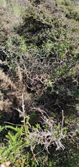 Sophora molloyi