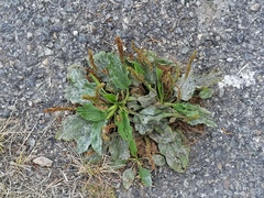 Plantago major