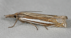 Crambus laqueatellus
