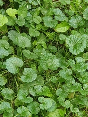 Glechoma hederacea