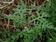 Rorippa sylvestris