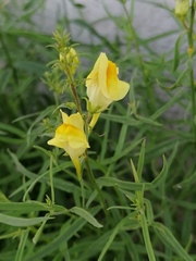 Linaria vulgaris