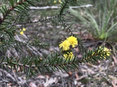 Acacia echinula