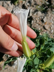 Datura stramonium