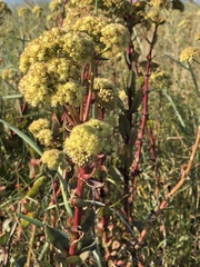 Hylotelephium maximum